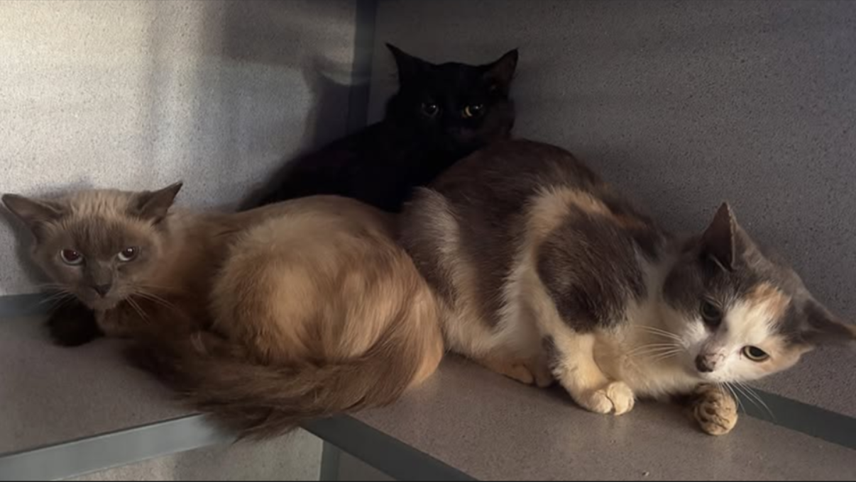 Rescued cats from a hoarding situation seeking new homes in Saratoga Springs region